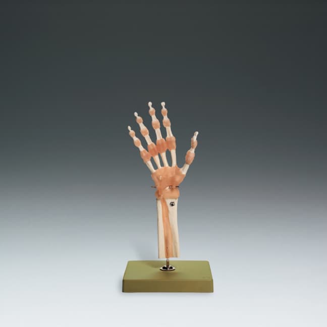 Functional Model of the Hand and Wrist