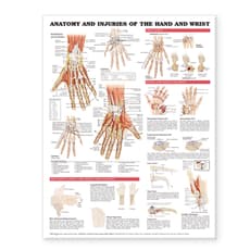 Anatomy and Injuries of the Hand and Wrist Anatomical Chart