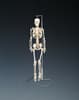 Flexible Mr. Thrifty Skeleton With Spinal Nerves