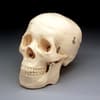 Budget Life-Size Skull
