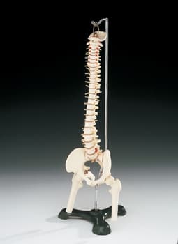 Flexible Desk-size Vertebral Column