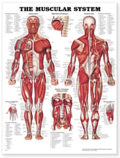 Muscular System Anatomical Chart