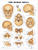 Human Skull Anatomical Chart