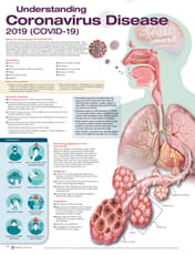 Understanding Coronavirus Disease 2019 (COVID-19) Anatomical Chart