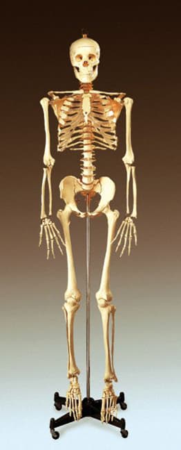 Bucky Skeleton Stand