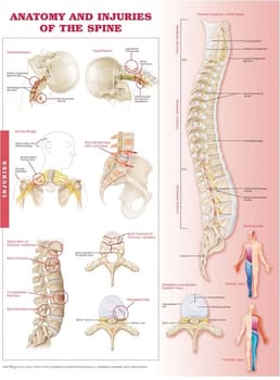 Anatomy and Injuries of the Spine