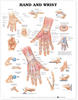 Hand and Wrist Anatomical Chart