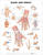 Hand and Wrist Anatomical Chart