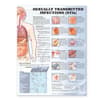 Sexually Transmitted Infections Anatomical Chart