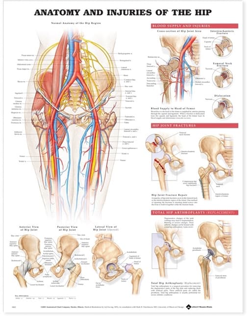 Anatomy and Injuries of the Hip Anatomical Chart