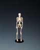 My First Skeleton (Tiny Tim)