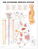 Autonomic Nervous System Anatomical Chart