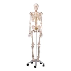 Mr. Flexible Skeleton