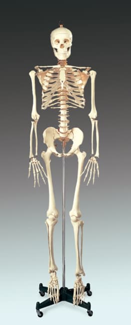 Budget Bucky Skeleton with Stand