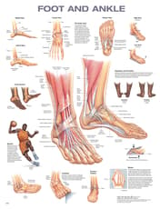 Foot and Ankle Anatomical Chart