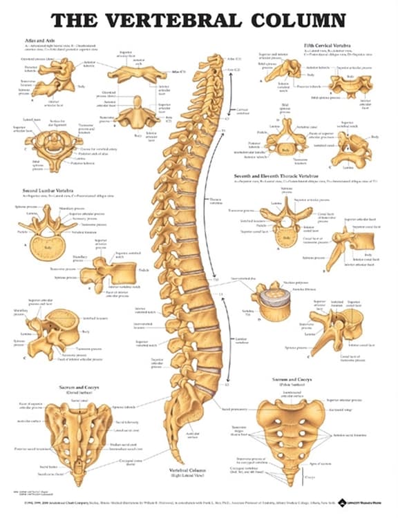 Vertebral Column Anatomical Chart