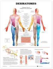 Dermatomes Anatomical Chart