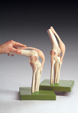 Functional Model of the Knee Joint