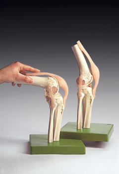 Functional Model of the Knee Joint