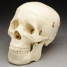 Budget Life-Size Skull (Second Quality)