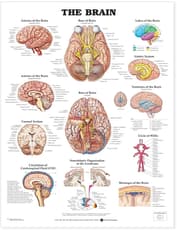 Brain Anatomical Chart