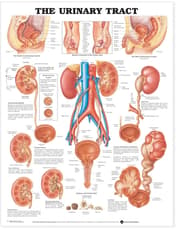 Urinary Tract Anatomical Chart