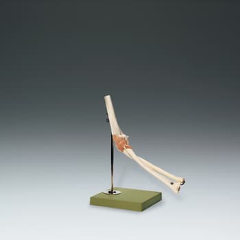 Functional Model of the Elbow Joint