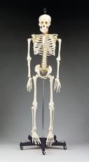 Budget Bart Four-Foot Skeleton