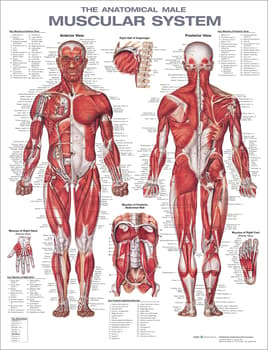 The Anatomical Male Muscular System Anatomical Chart