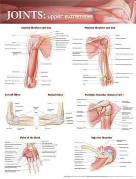 Joints of the Upper Extremities Anatomical Chart