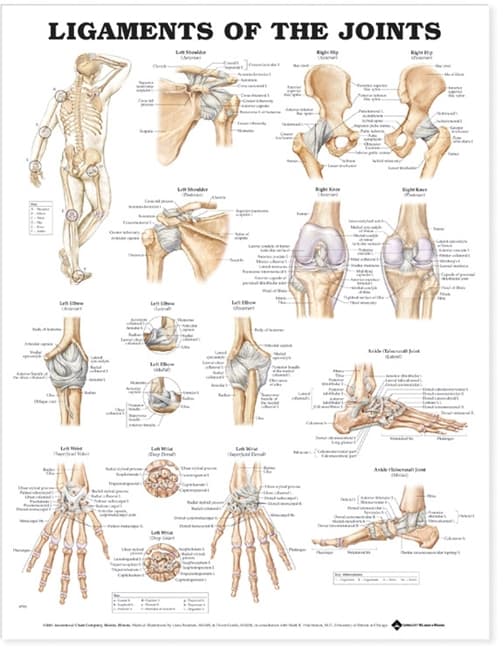 Ligaments of the Joints Anatomical Chart