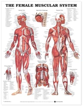 Female Muscular System Anatomical Chart