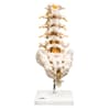 Flexible Lumbar Vertebral Column