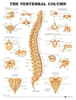 Vertebral Column Anatomical Chart