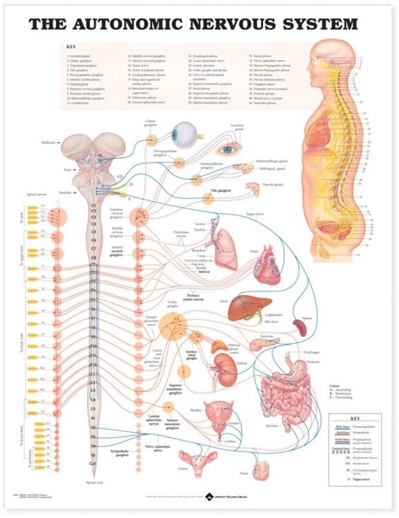 Autonomic Nervous System Anatomical Chart