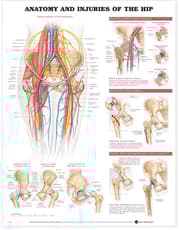 Anatomy and Injuries of the Hip Anatomical Chart