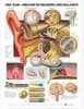 Ear: Organs of Hearing and Balance Anatomical Chart