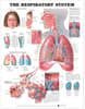 Respiratory System Anatomical Chart