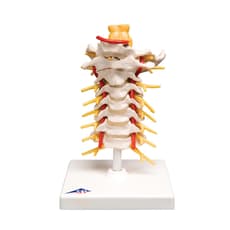 Flexible Cervical Vertebral Column