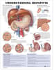 Understanding Hepatitis Anatomical Chart