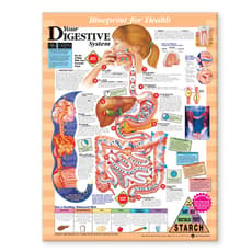 Blueprint for Health Your Digestive System Chart