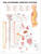 Autonomic Nervous System Anatomical Chart