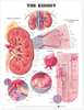 Kidney Anatomical Chart