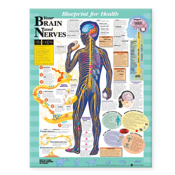 Blueprint for Health Your Brain and Nerves Chart