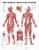 Female Muscular System Anatomical Chart