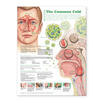 Understanding the Common Cold Anatomical Chart