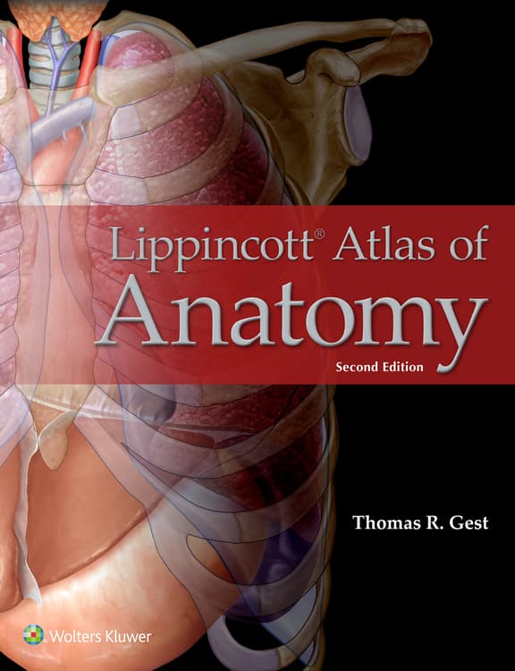 Lippincott Williams & Wilkins Atlas of Anatomy Musculature Chart