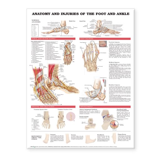 Anatomy and Injuries of the Foot and Ankle