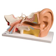 Four-Part Ear Model