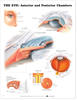 Eye: Anterior and Posterior Chambers